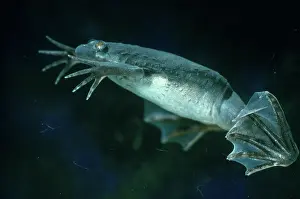 Clawed: African Clawed Frog