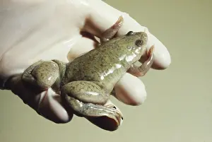 Clawed: African Clawed Frog