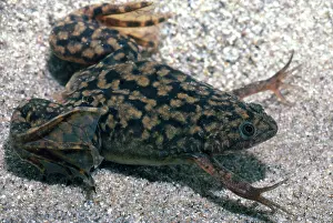 Clawed: African Clawed Frog