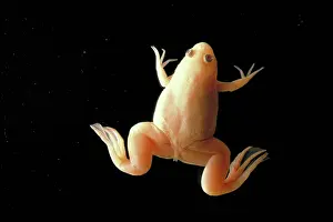 Clawed: African clawed frog