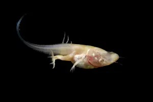 Filter: African Clawed Frog tadpole