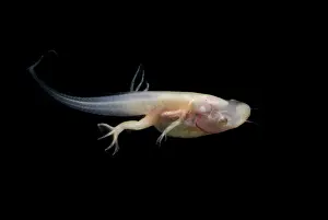 Filter: African Clawed Frog tadpole