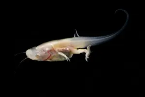 Filter: African Clawed Frog tadpole