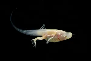 Filter: African Clawed Frog tadpole