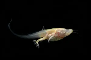 Filter: African Clawed Frog tadpole