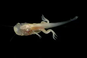 Filter: African Clawed Frog tadpole