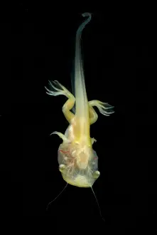 Study: African Clawed Frog tadpole