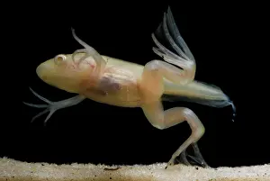Study: African Clawed Frog tadpole