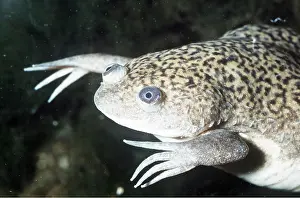 Toad: African clawed FROG / TOAD