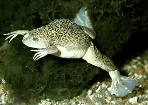 Toad: African clawed FROG / TOAD