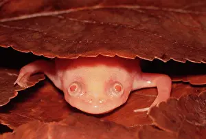 Clawed: African clawed FROG / TOAD / Common Platanna - Albino