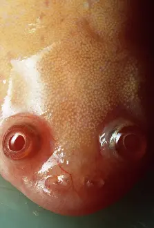Andrey Zvoznikov: African clawed FROG / TOAD / Common Platanna - close-up