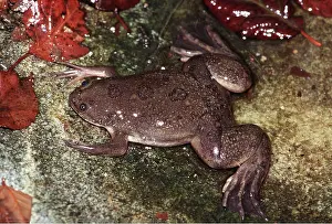 Toad: African clawed FROG / TOAD / Common Platanna - in water