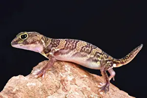 Clawed: African clawed gecko (Holodactylus africanus), Ethiopia