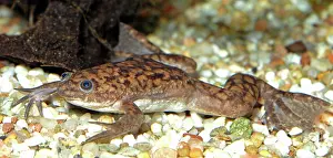 Clawed: African Clawed Toad