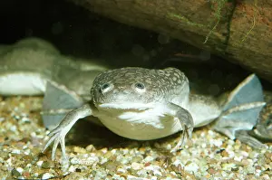 Toad: African Clawed Toad