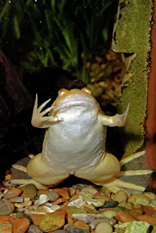 Clawed: African Clawed Toad - albino