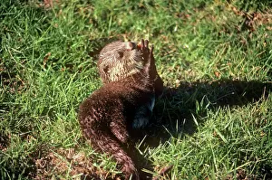 Aonyx: African Clawless Otter