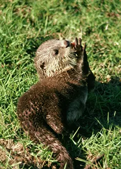 Aonyx: African clawless otter