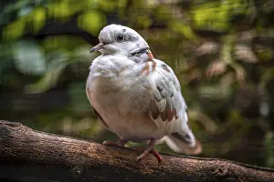 Branches: A african collared dove (Streptopelia roseogrisea) sits on a branch in the green forest