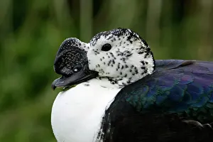 Detailed: African Comb Duck - detailed study of head