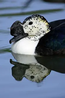 Melanotos: African Comb Duck - swimming on pond