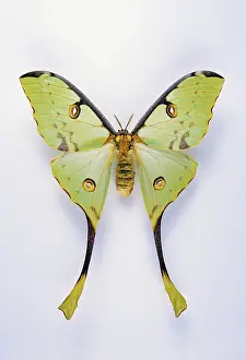 Comet: African Comet Moth