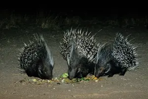 Porcupines: African Crested Porcupine