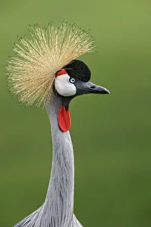 Crowned: African crowned crane