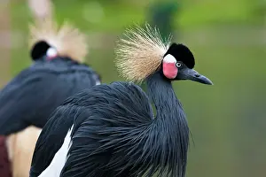 Balearica: African Crowned Crane - pair of adults