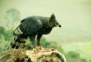 Coronatus: African Crowned Eagle / Crowned-hawk eagle - with