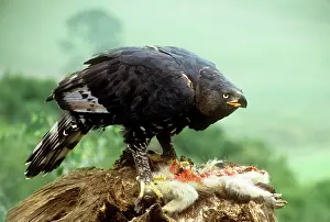 Coronatus: African Crowned Eagle / Crowned-hawk eagle - with
