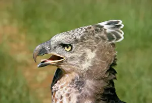 R M Bloomfield: African Crowned Eagle / Crowned-hawk eagle