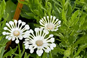 Osteospermum: African Daisies Nasinga in bloom in a garden