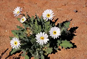 Venusta: African Daisy