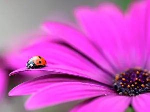 Daisy: African Daisy