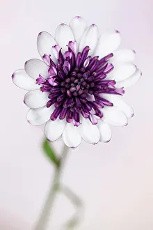 Osteospermum: African daisy, Osteospermum Flower Power Double