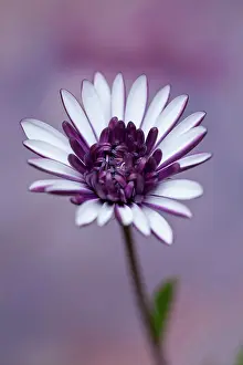 Osteospermum: African daisy, Osteospermum FlowerPower Double