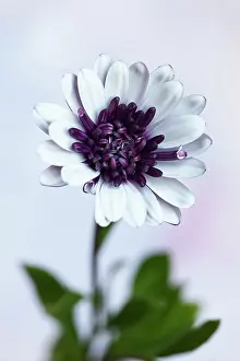 Osteospermum: African daisy, Osteospermum FlowerPower Double