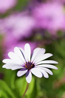 Osteospermum: African daisy, Osteospermum jucundum, growing outdoors