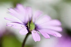 Osteospermum: African daisy, Osteospermum jucundum, growing outdoors