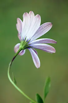 Osteospermum: African daisy, Osteospermum Serenity purple, Back