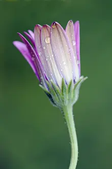 Osteospermum: African daisy, Osteospermum Serenity purple, Close
