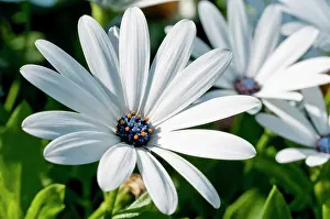 Osteospermum: African daisy, Osteospermum Sunny Cecil, Close