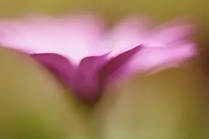 Silky: African daisy, a pink Osteospermum shot from the side with a