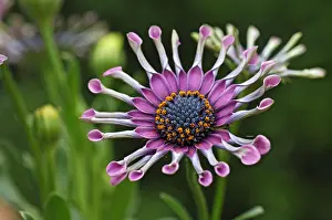 Osteospermum: African Daisy Whirlygig in bloom in a garden