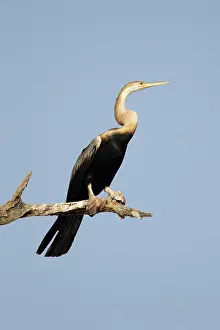 Snakebirds: African Darter