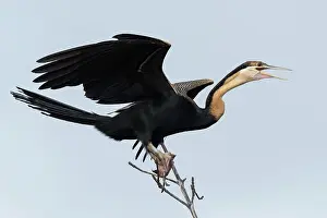 Anhinga: African Darter