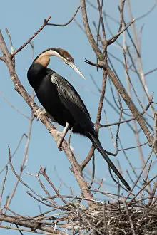 Anhinga: African Darter