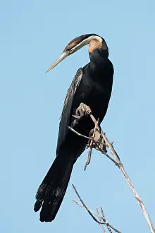 Anhinga: African Darter